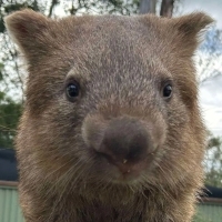 Wombat